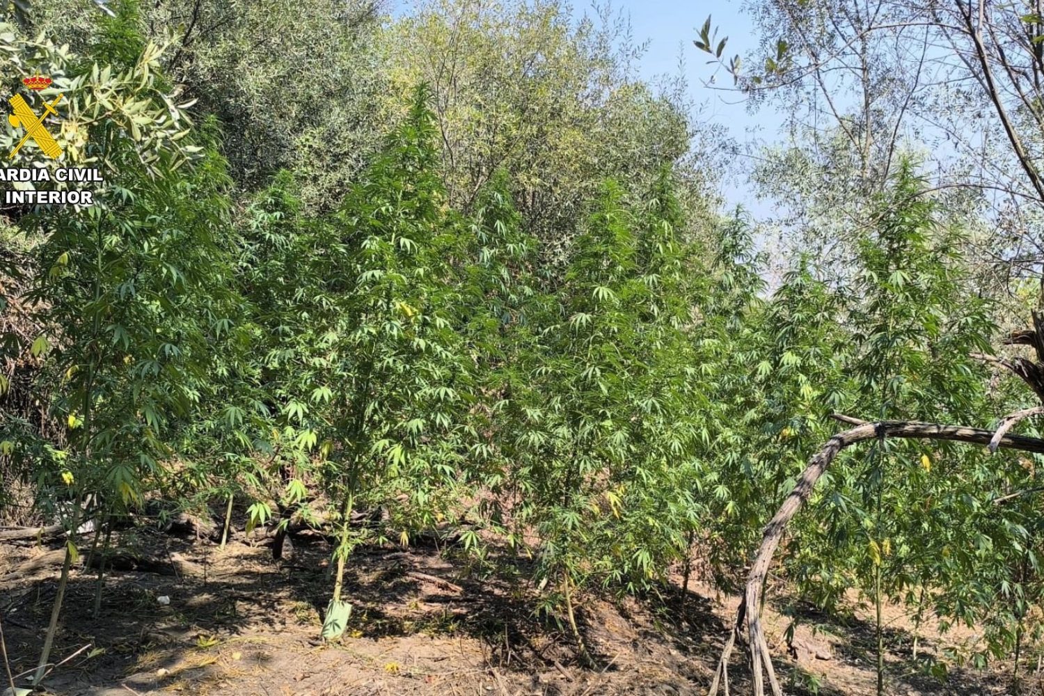 Sucesos.- Tres investigados e incautados 4 kilos de cogollos de marihuana en actuaciones de la Guardia Civil en Cáceres