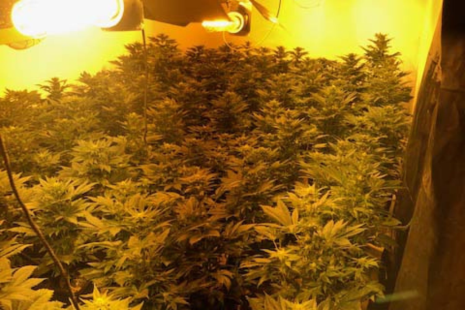 marihuana Badajoz