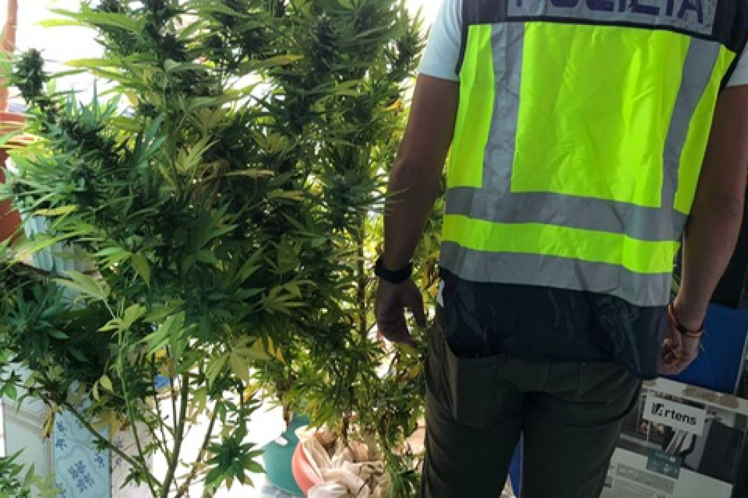 marihuana Badajoz