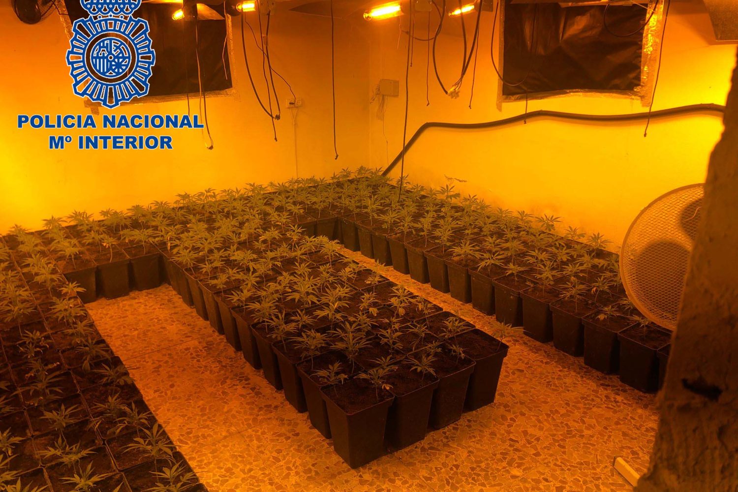 marihuana Mérida