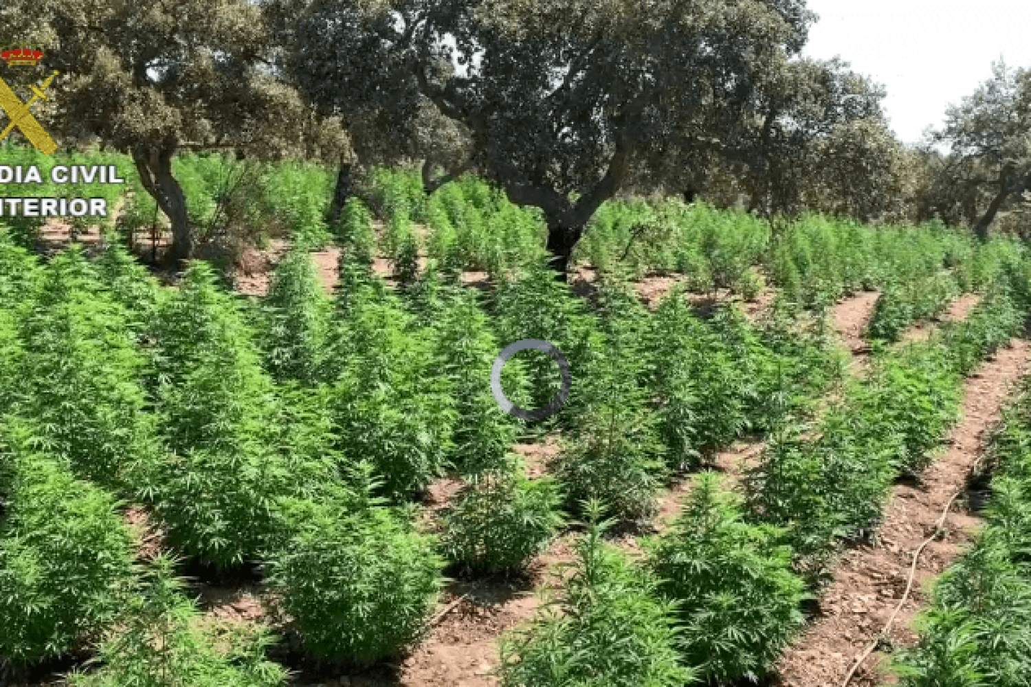 Vista parcial de la plantación de marihuana desmantelada en Alcuéscar.