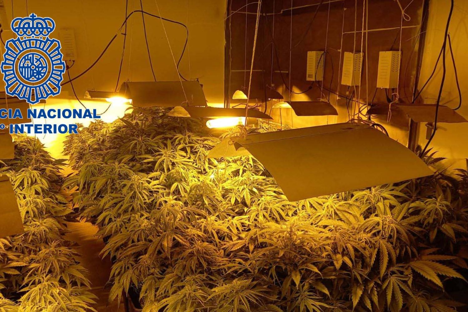 marihuana intervenida