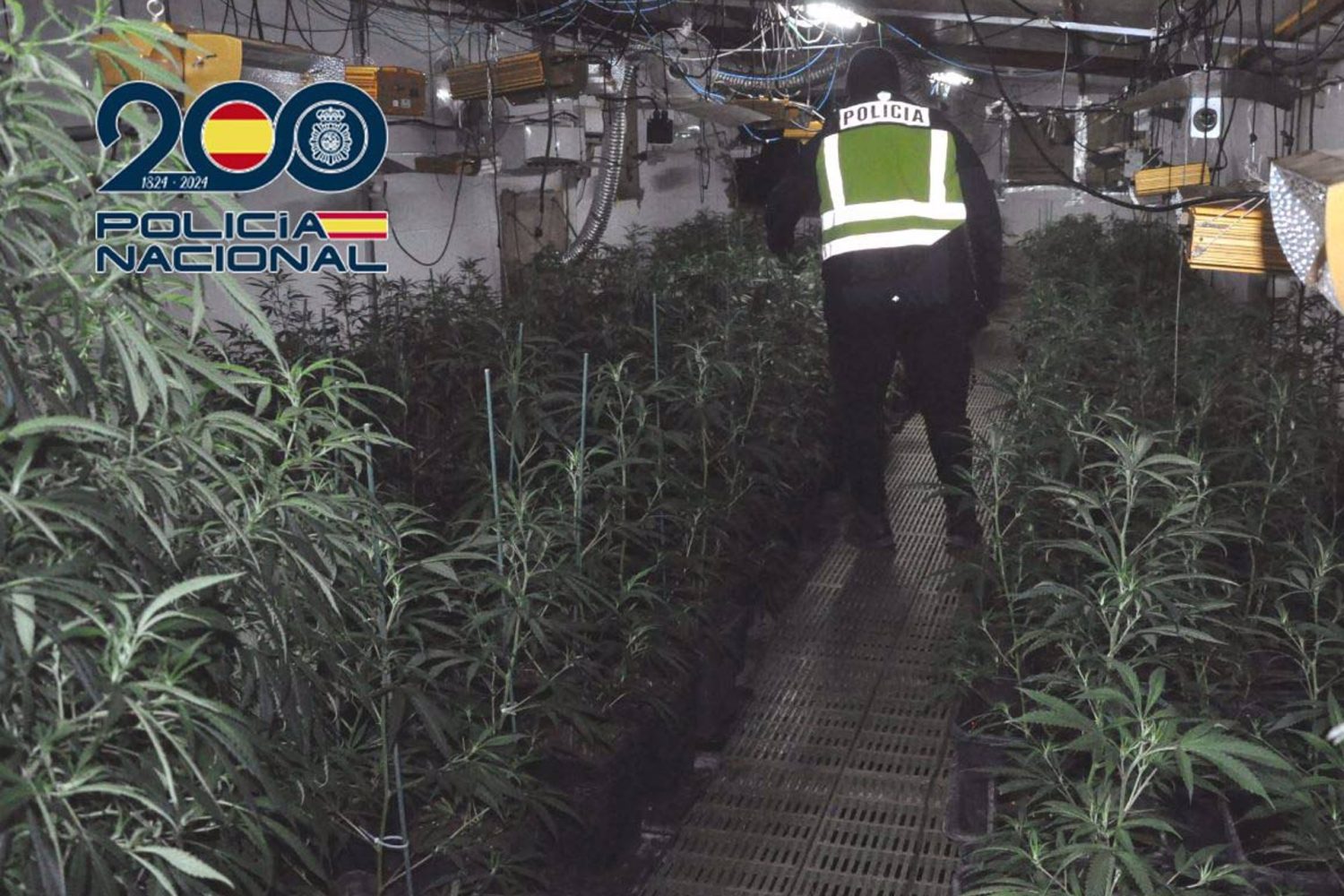 Sucesos.- Tres detenidos como presuntos responsables de una plantación de marihuana con 400 plantas en Mérida