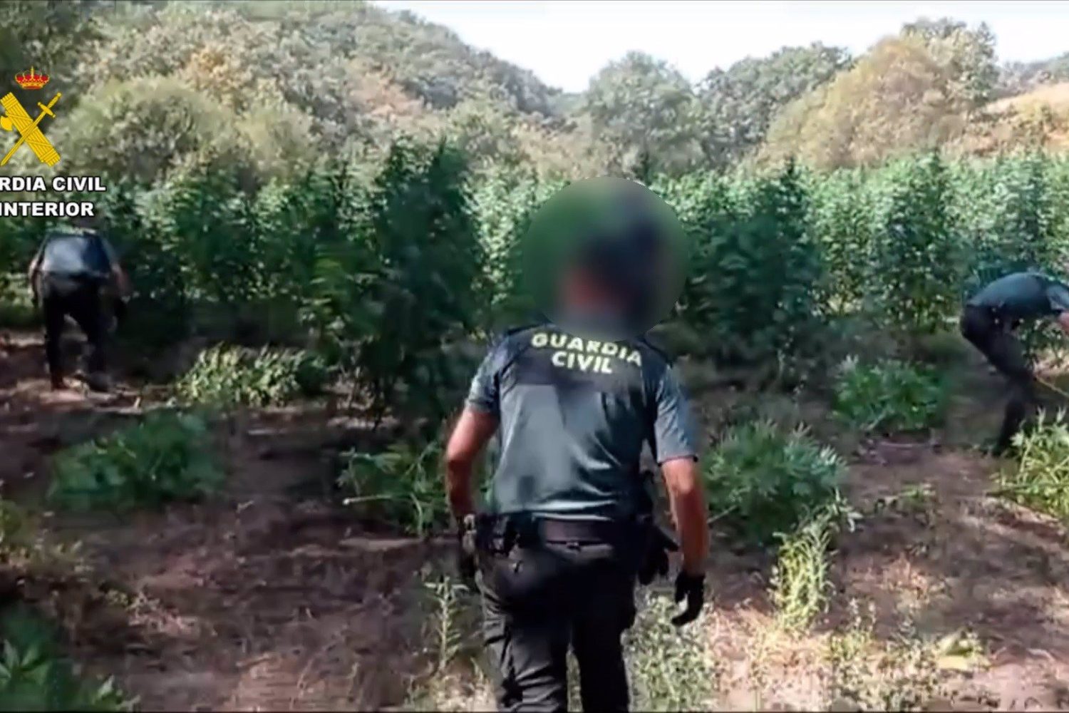 Plantación de marihuana
