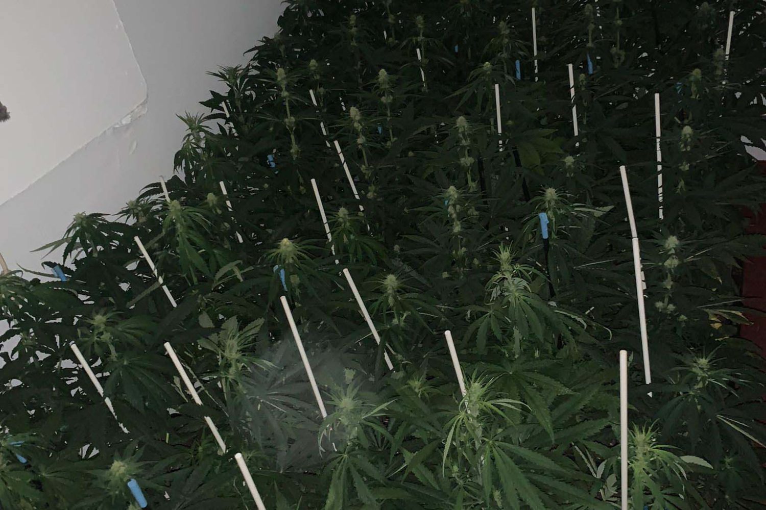 merida marihuana