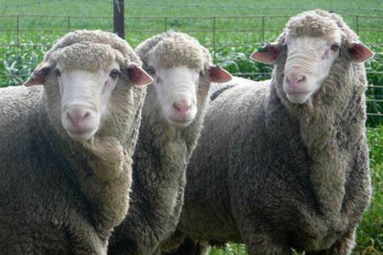 merinas