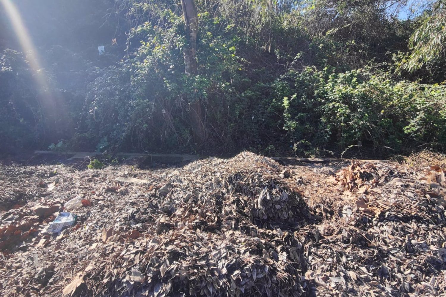 Restos de poda en los lavaderos de Fuente Hinche en Cáceres