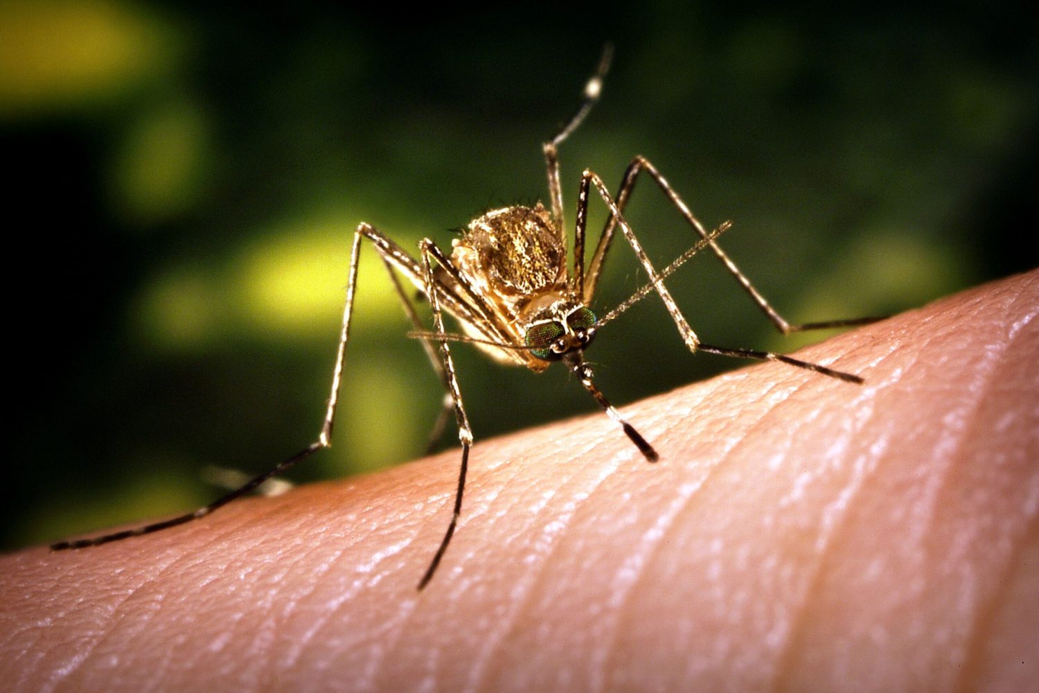 Close up anterior view of a culex tarsalis mosquito as it was ab
