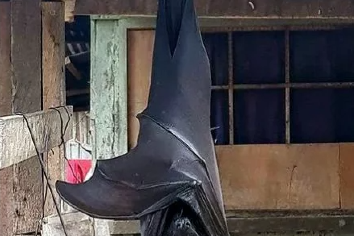 murciélago