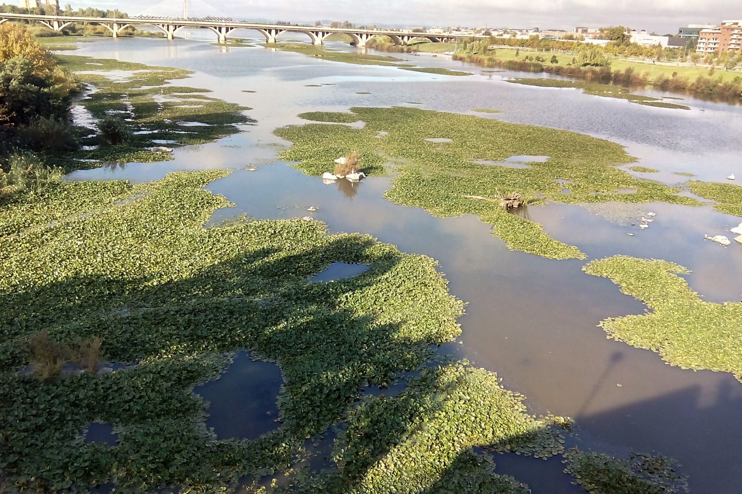 nenufar mexicano badajoz