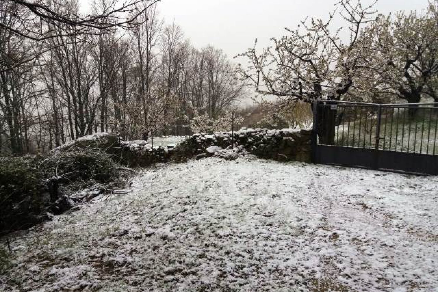 nieve 2
