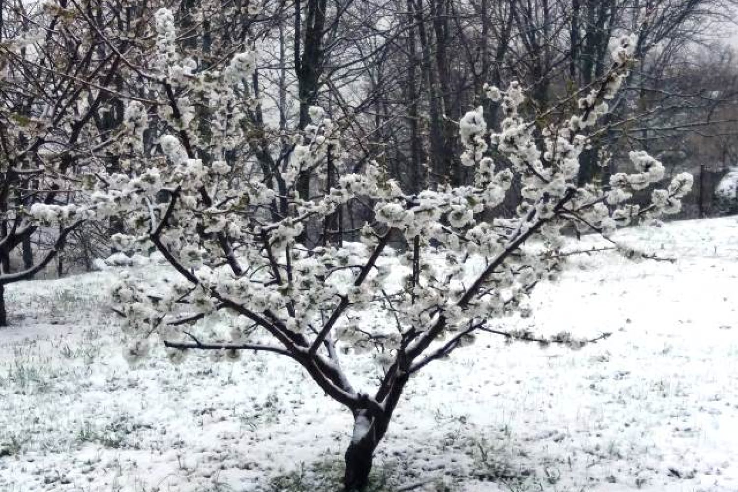 Nieve en El Torno, lunes 16 de marzo. Im: cedida.
