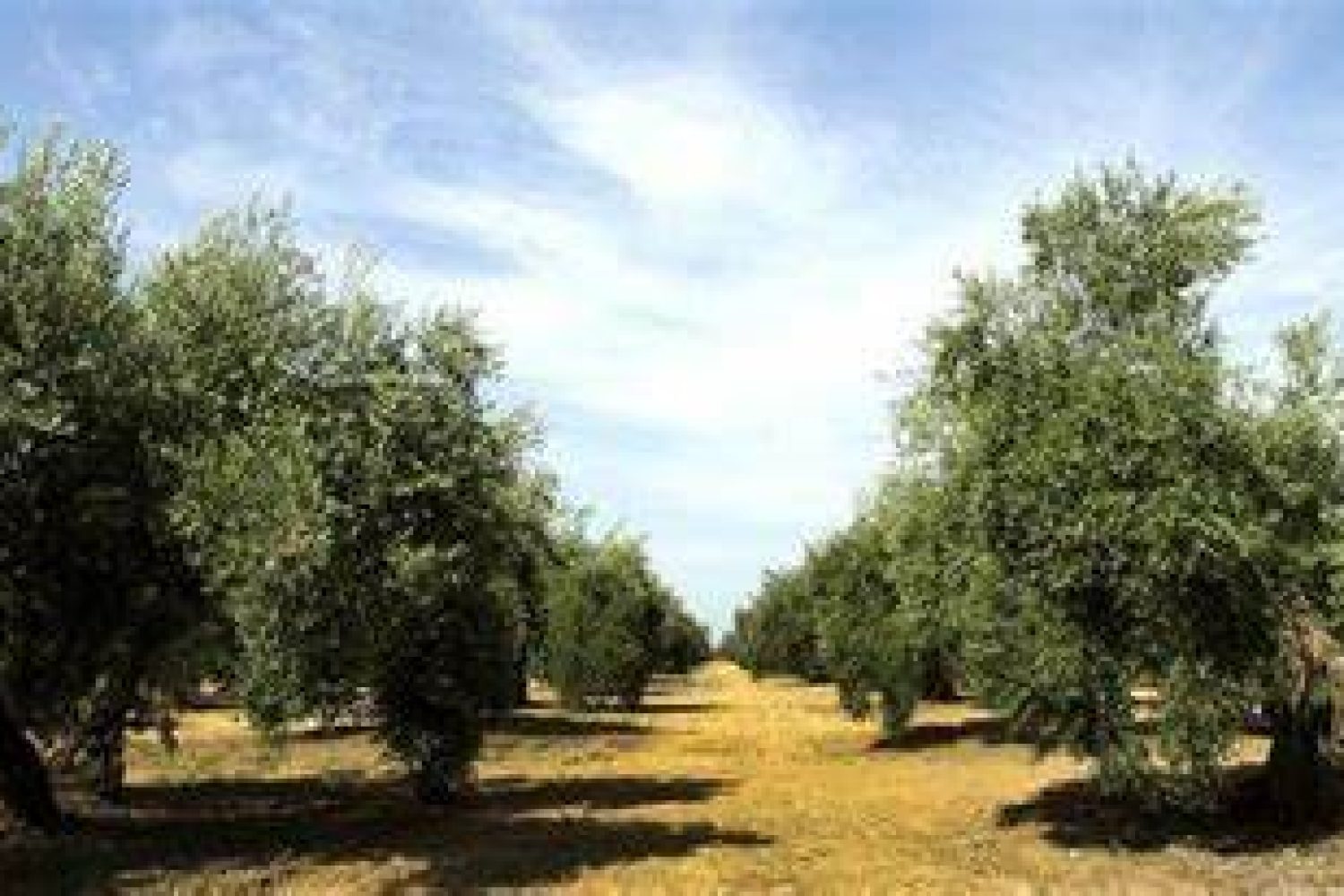 olivares