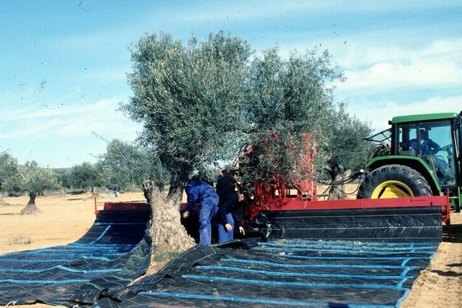 olivo aceitunas