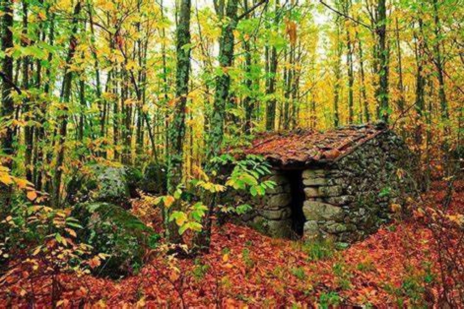 otoño magico 2