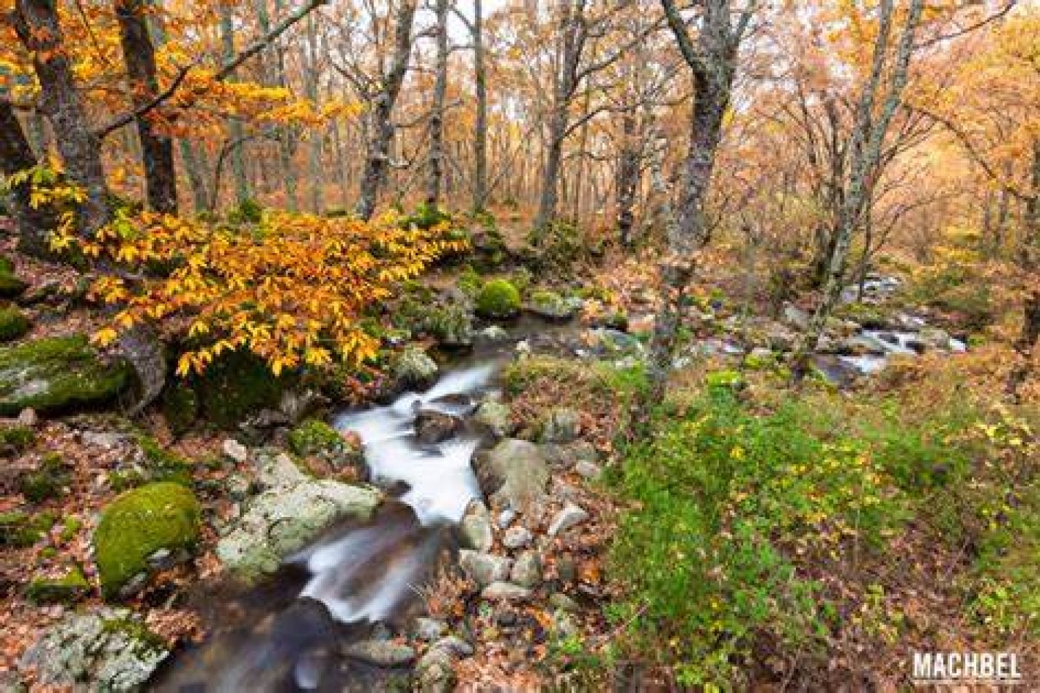 otoño magico