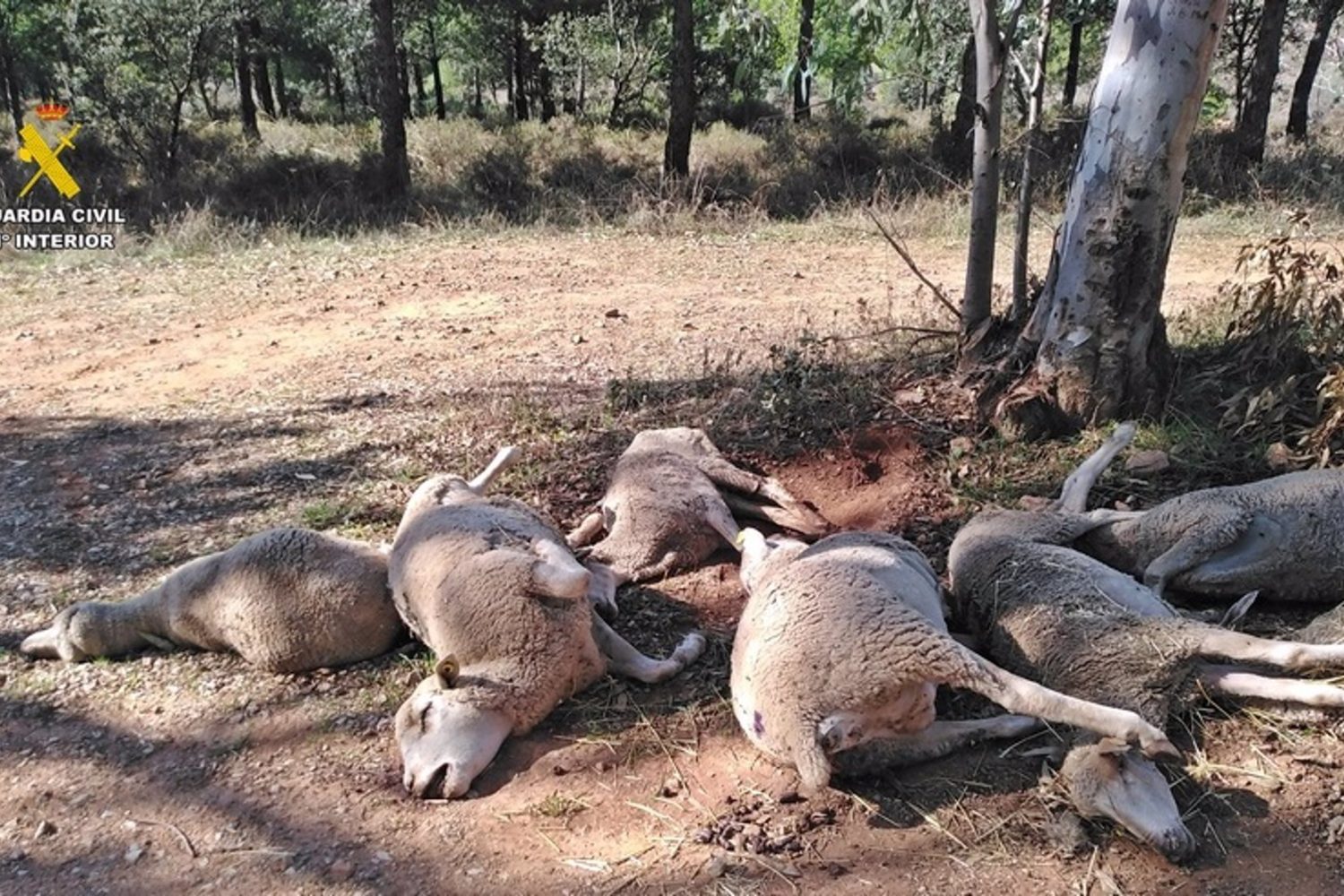 Sucesos.- Investigado un ganadero de Zafra por abandonar en caminos a siete ovejas muertas y dos agonizantes