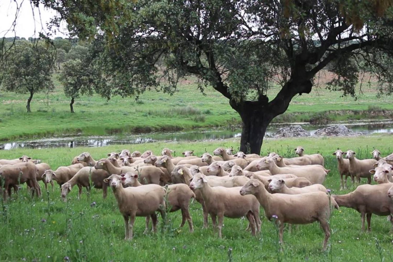 ovejas