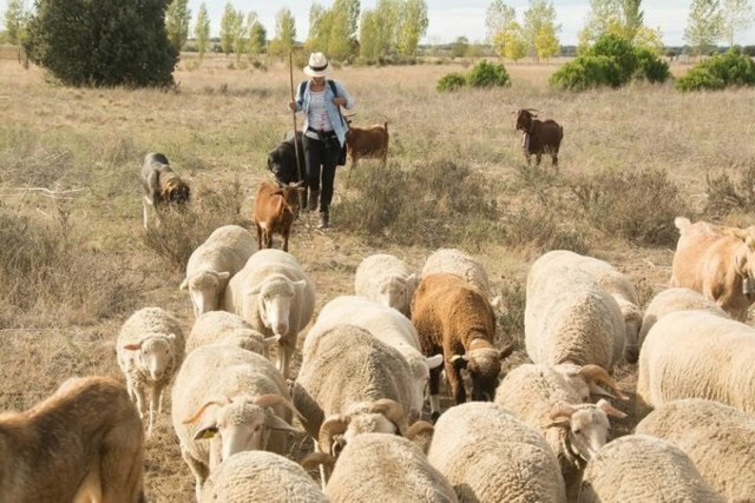 15/05/2020 Ganadería
ECONOMIA EXTREMADURA ESPAÑA EUROPA BADAJOZ
UPA-UCE EXTREMADURA
