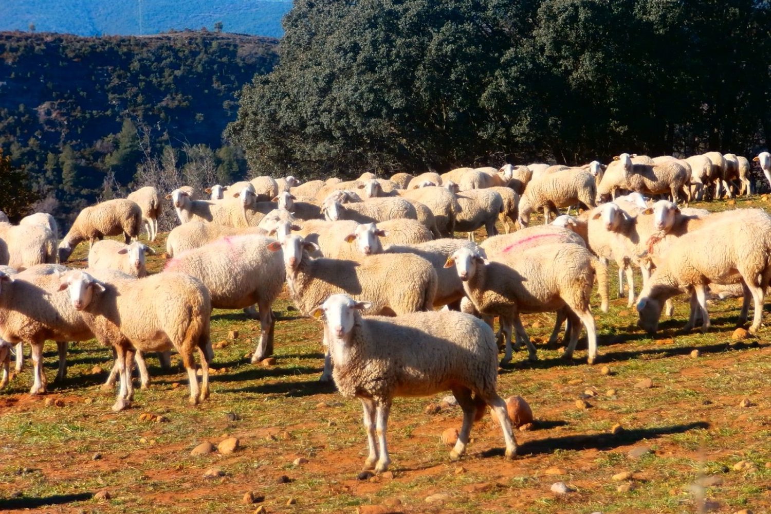 ovejas