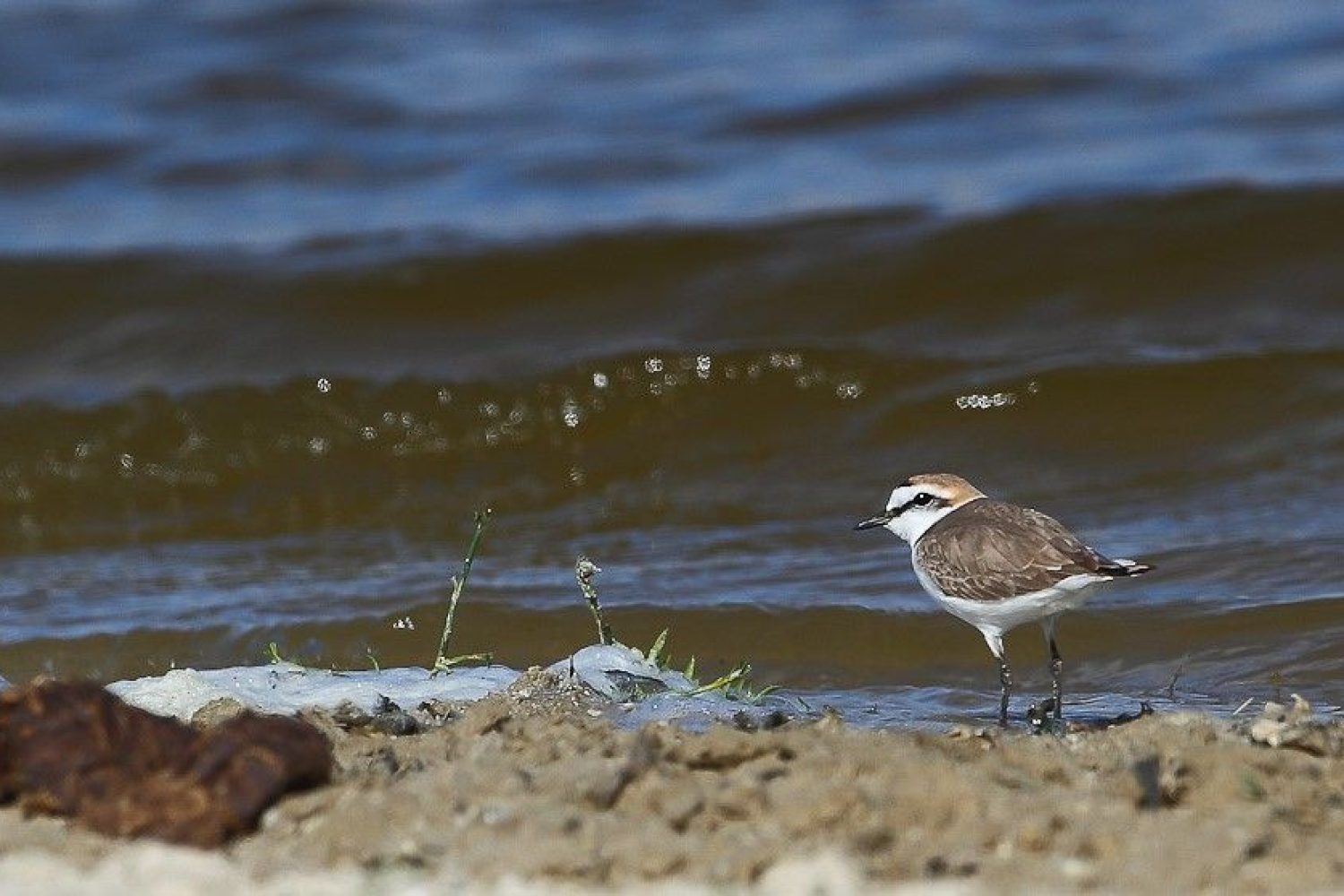 pajaro