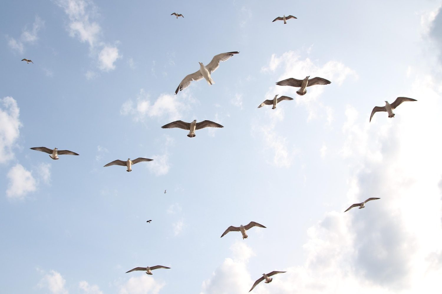 palomas
