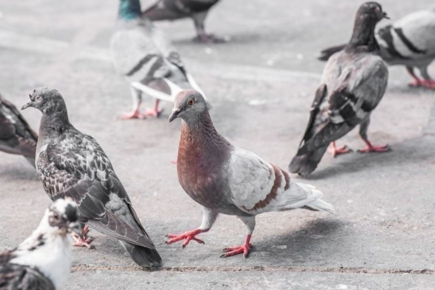 palomas