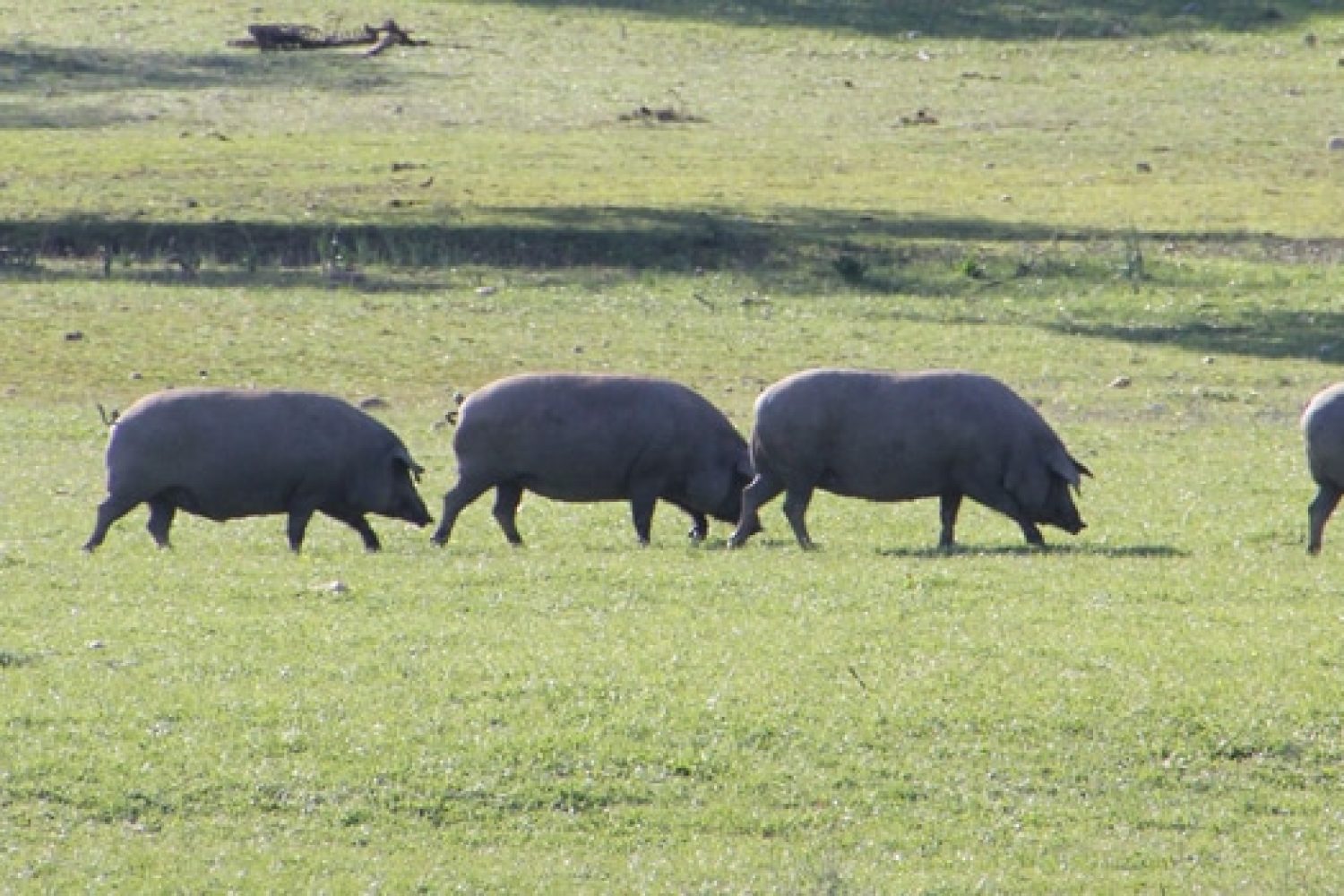 panoramica-alimentos-carnicos-dehesa-extremadura