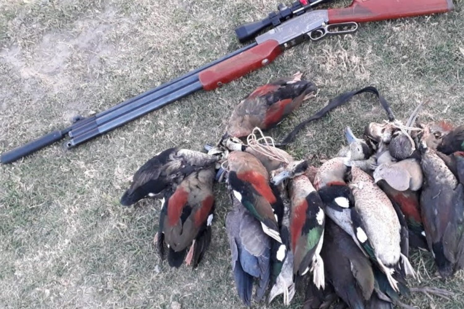 patos y palomas