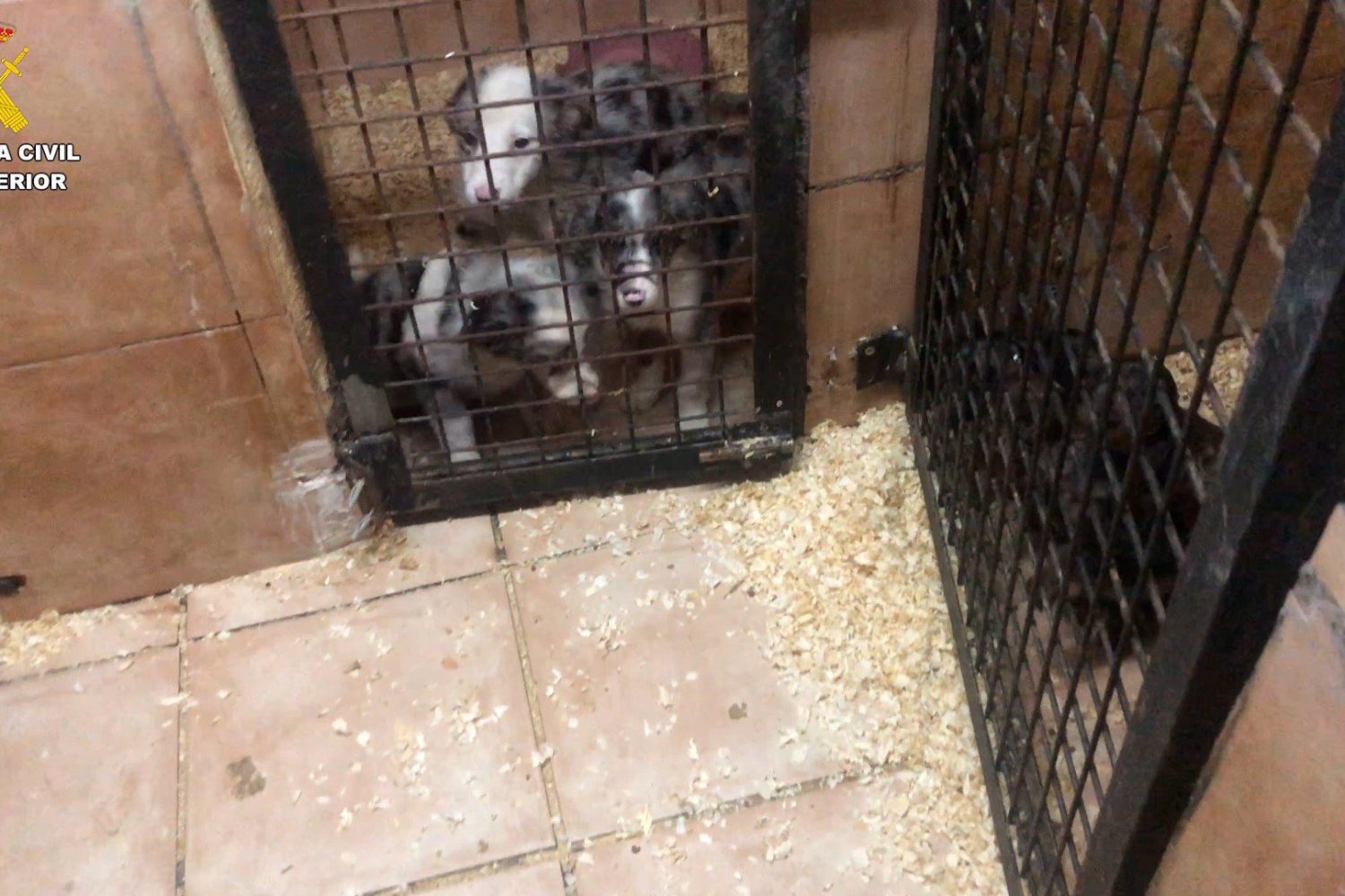 Sucesos.- Desmantelada una trama que vendía perros con cartillas falsas del Colegio de Veterinarios de Cáceres y Badajoz