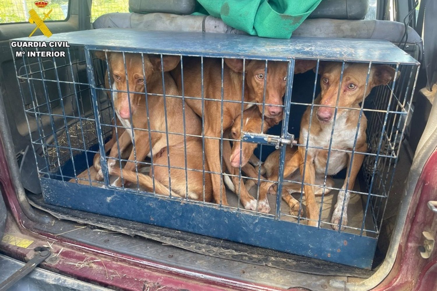 Sucesos.- La Guardia Civil investiga a dos personas por furtivismo en una finca en Monesterio