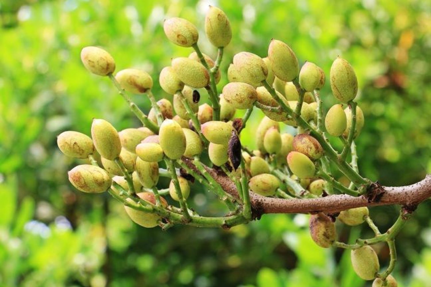 Pistachos.