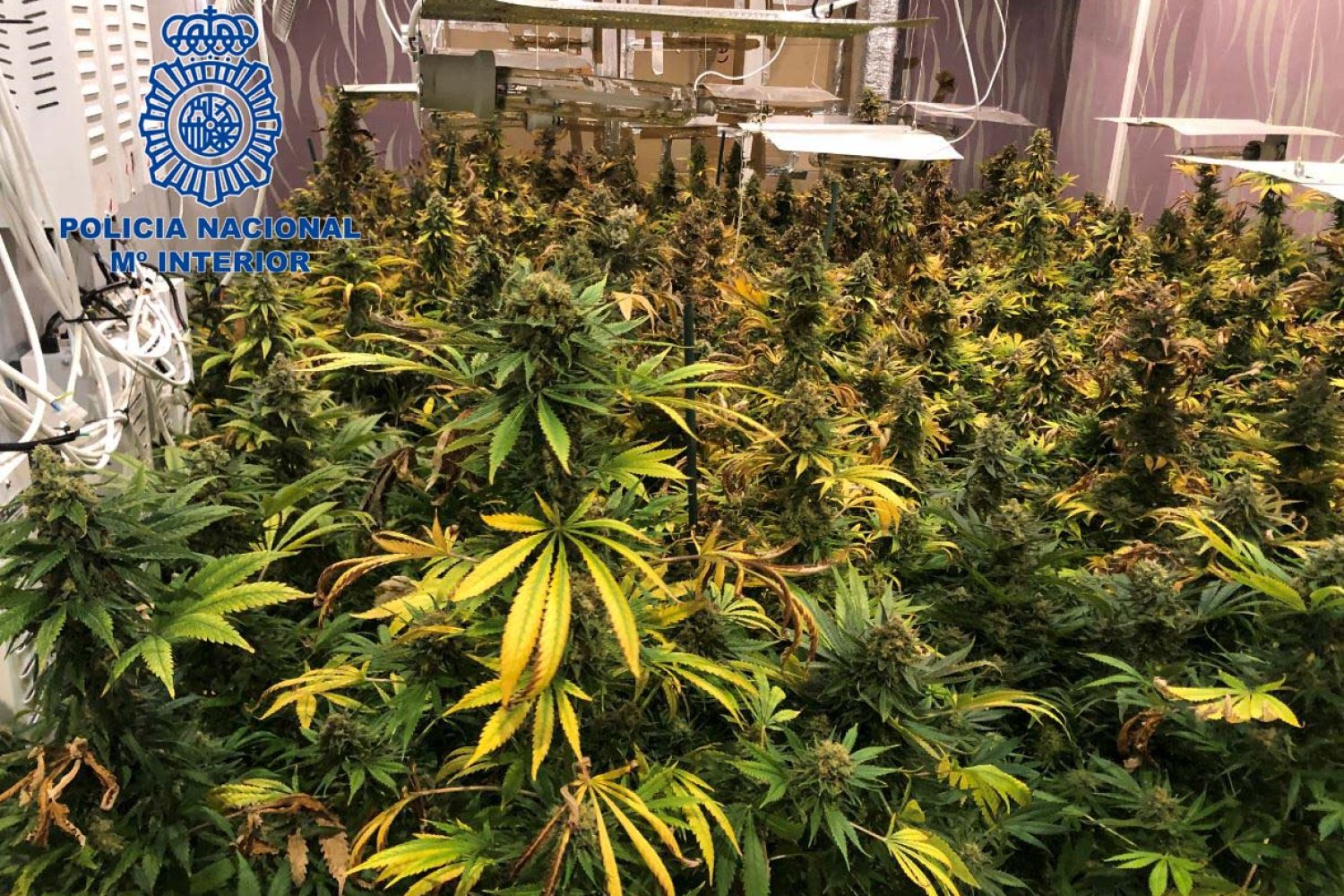 planta indor