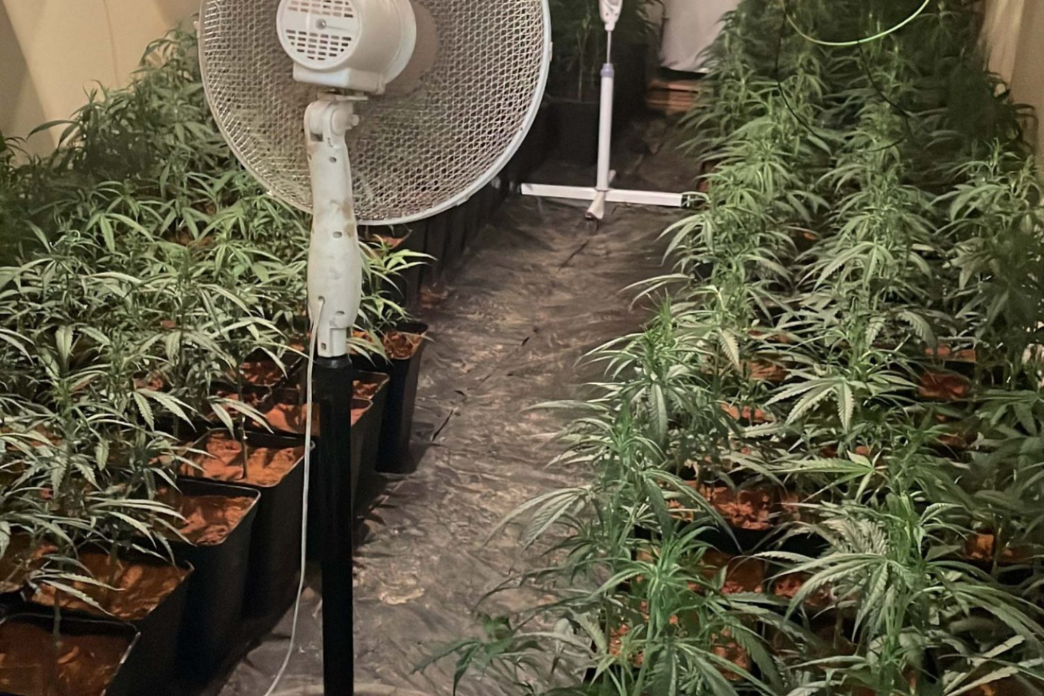 plantacion Almendralejo
