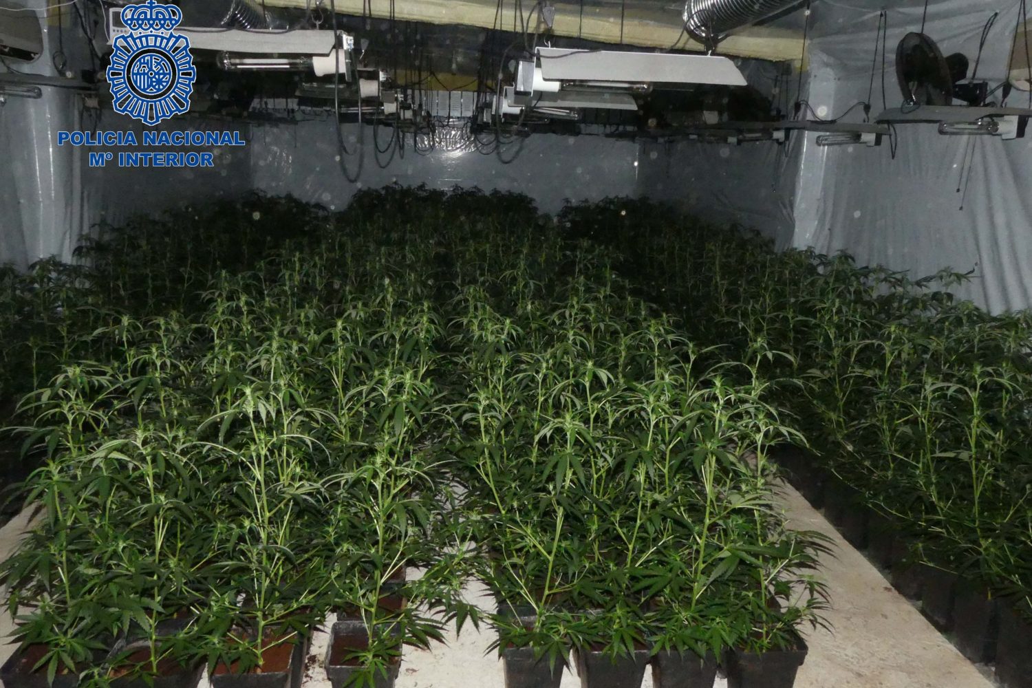 plantacion Don Benito