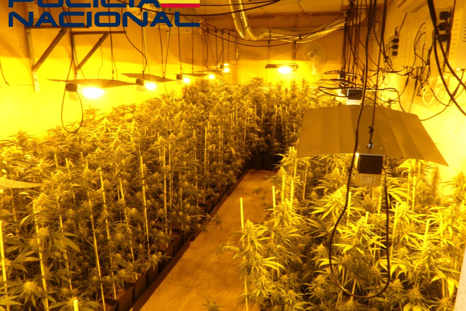 plantacion don benito