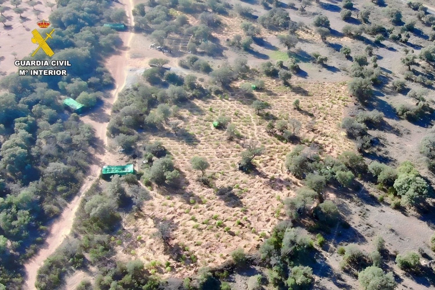 Plantación de marihuana en Villar del Pedroso
SOCIEDAD EXTREMADURA ESPAÑA EUROPA BADAJOZ
GUARDIA CIVIL