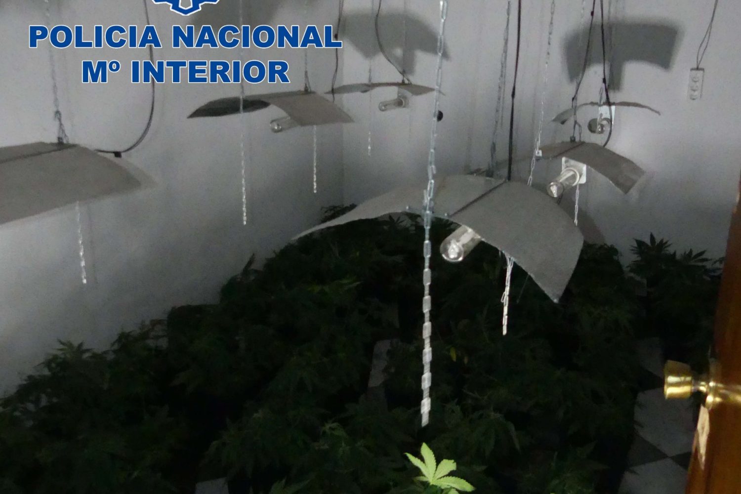 plantacion marihuana