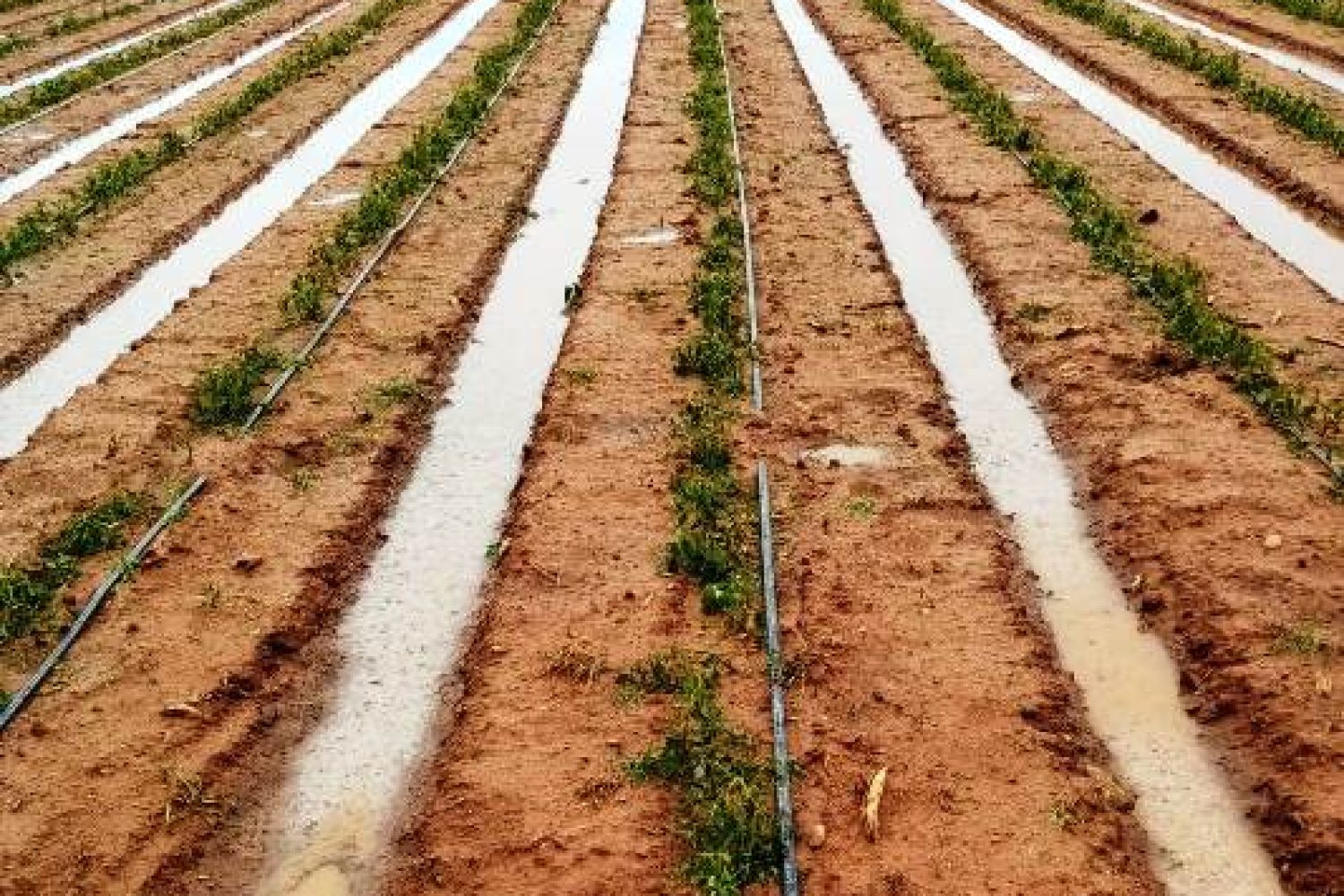 plantacion-tomate