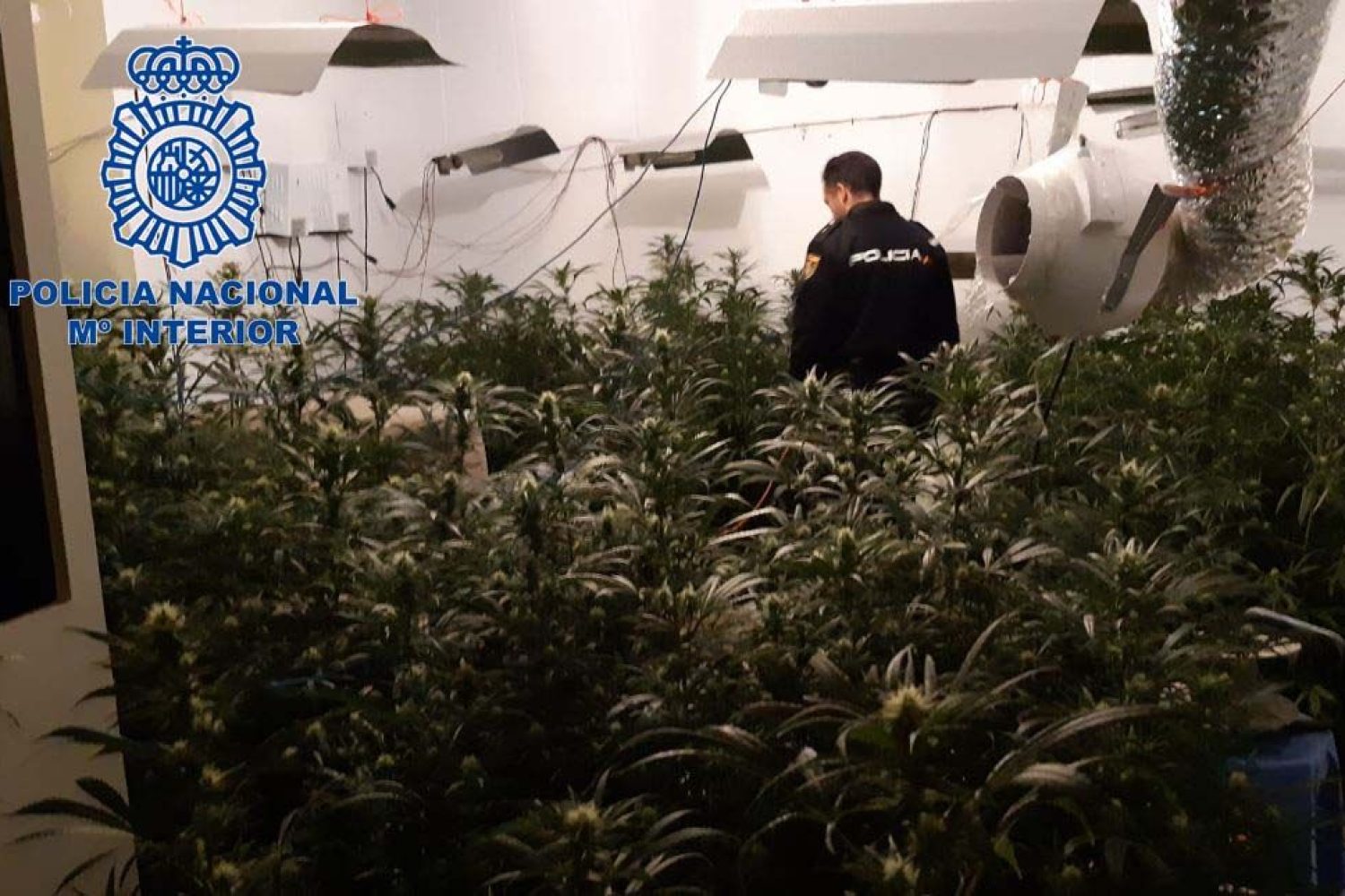 plantas logo