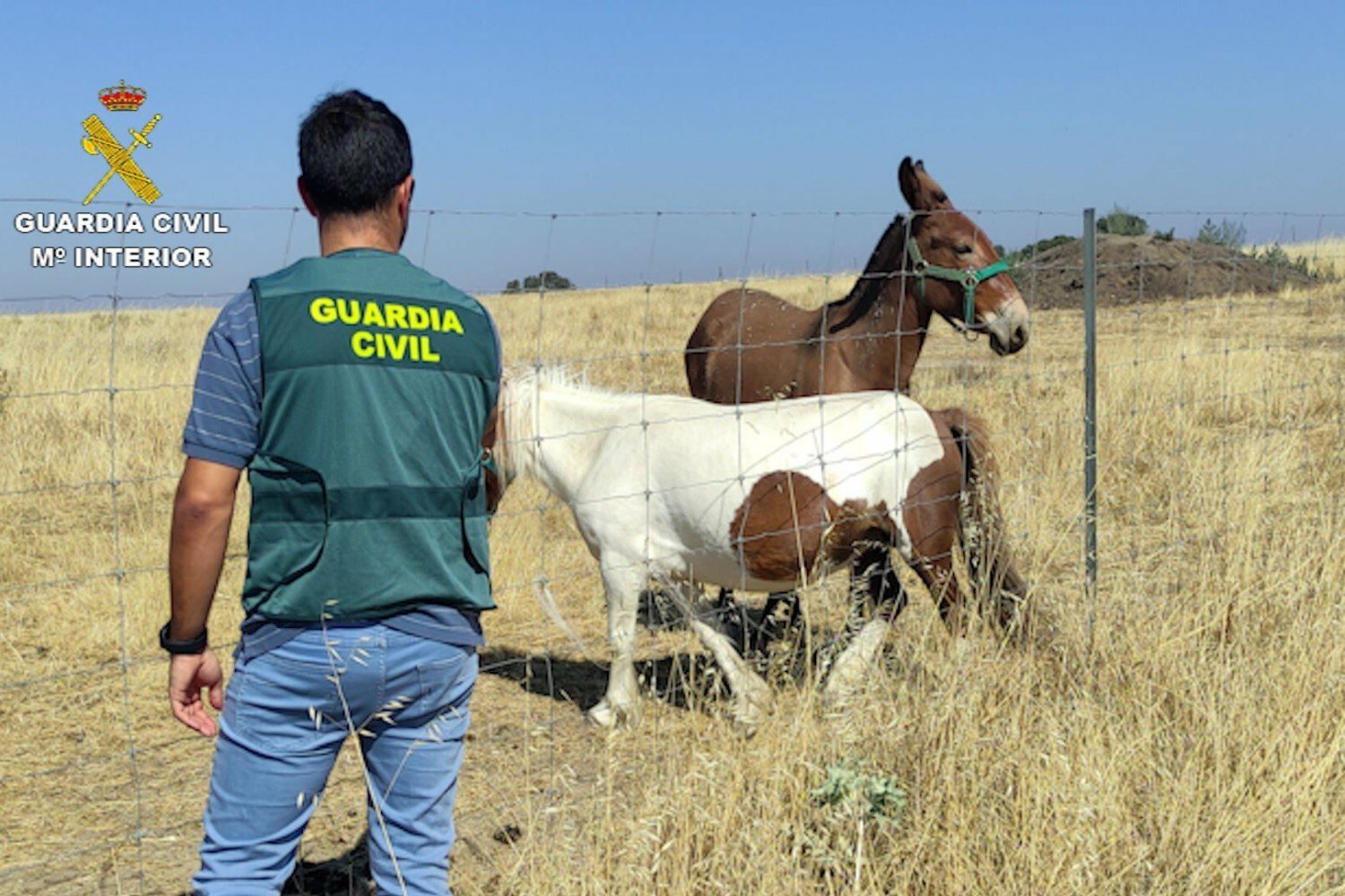 02/08/2022 Nota De Prensa Delito De Estafa En Oliva De Plasencia (Cáceres).

Agentes de la Guardia Civil del Equipo ROCA han detenido a tres hombres acusados de estafar en la compra de siete ponis en la comunidad de Navarra, que no pagaron, y que fueron localizados en varias fincas de la localidad cacereña de Oliva de Plasencia.

SOCIEDAD 
GUARDIA CIVIL