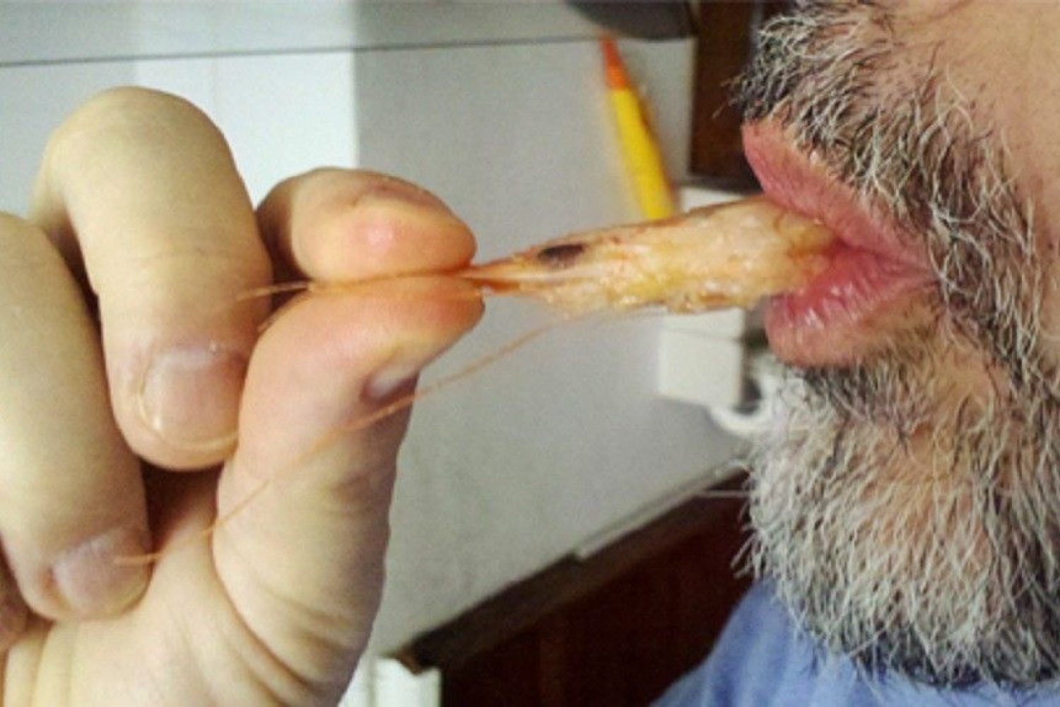 portadachupcarcabezasgambas