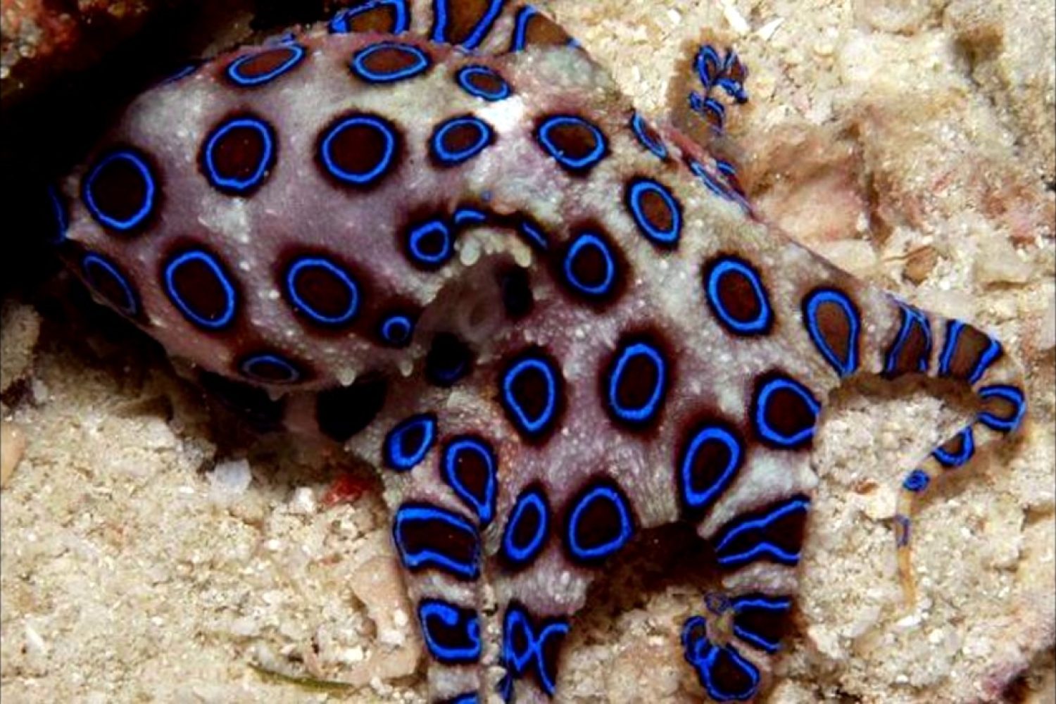 pulpo de anillos azules