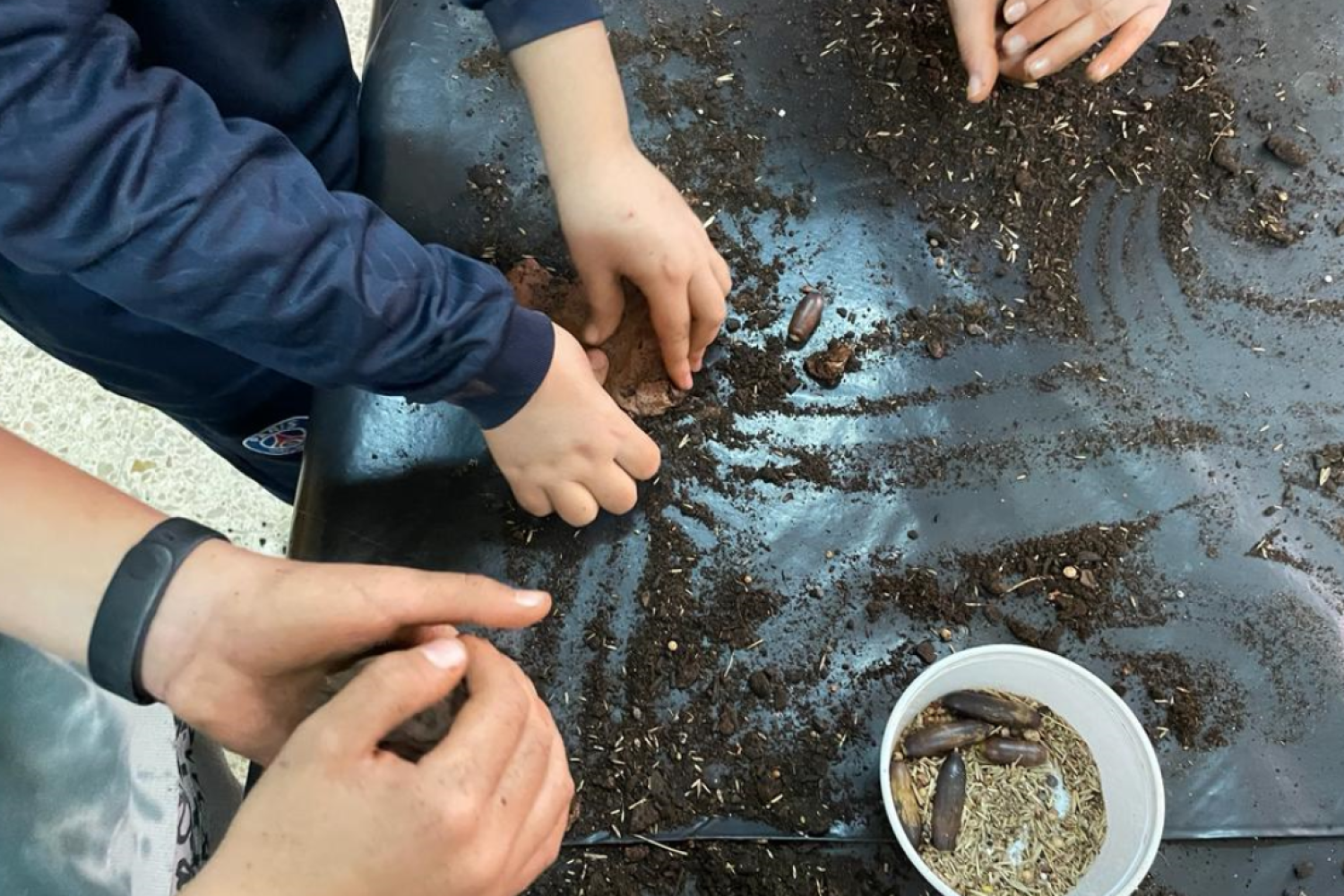 reforestacion