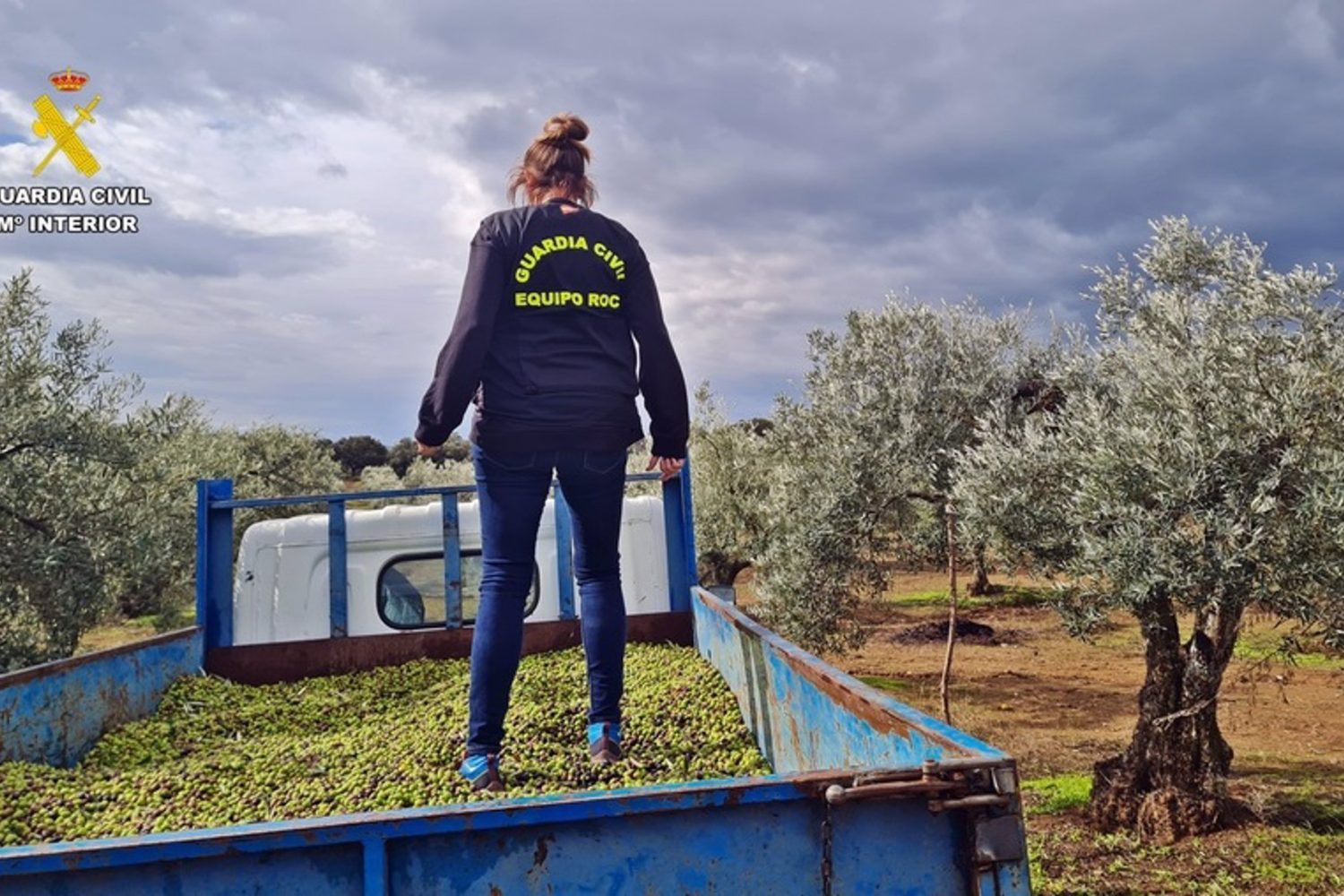 Sucesos.- Cuatro detenidos implicados en una veintena de robos de aceitunas en varios puntos de la provincia de Badajoz
