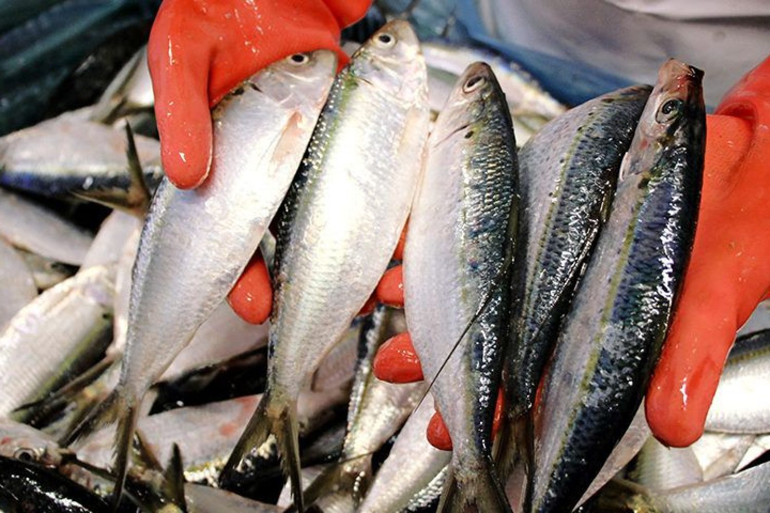 salmon
