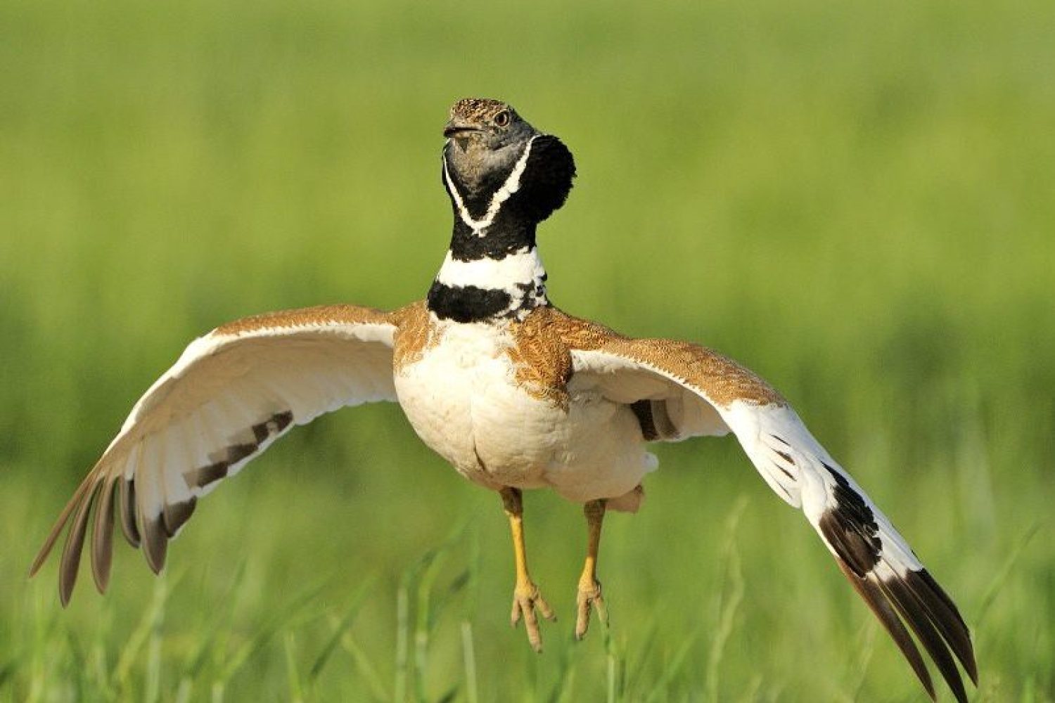 Sisó - Sisón (Tetrax tetrax) OTIDIDAE