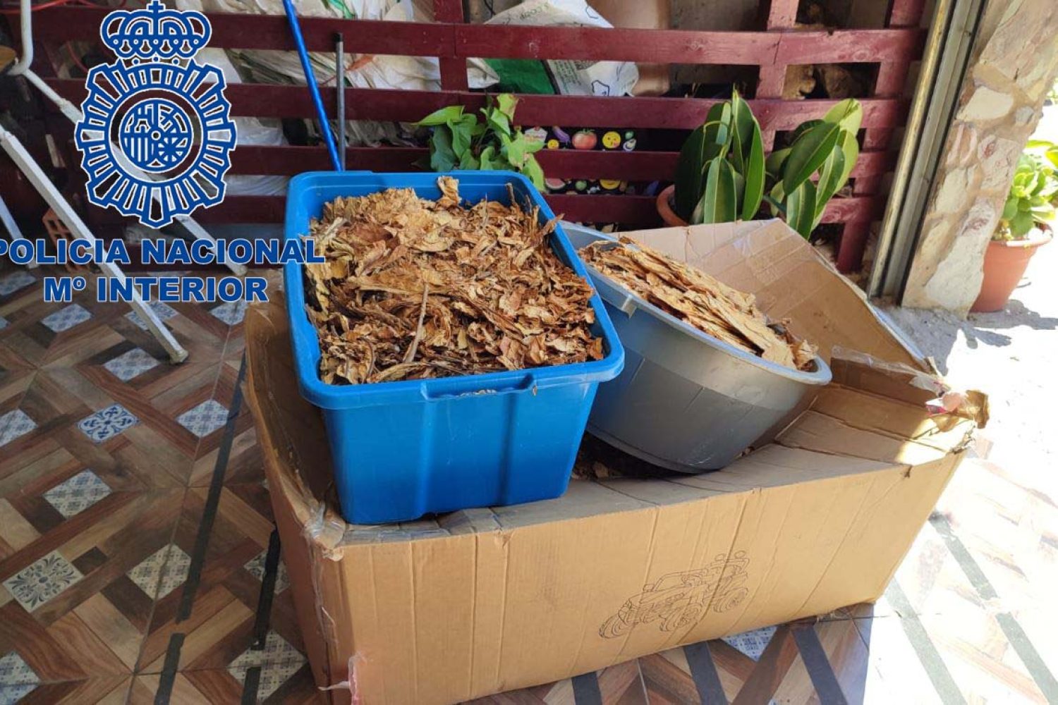 tabaco carmo