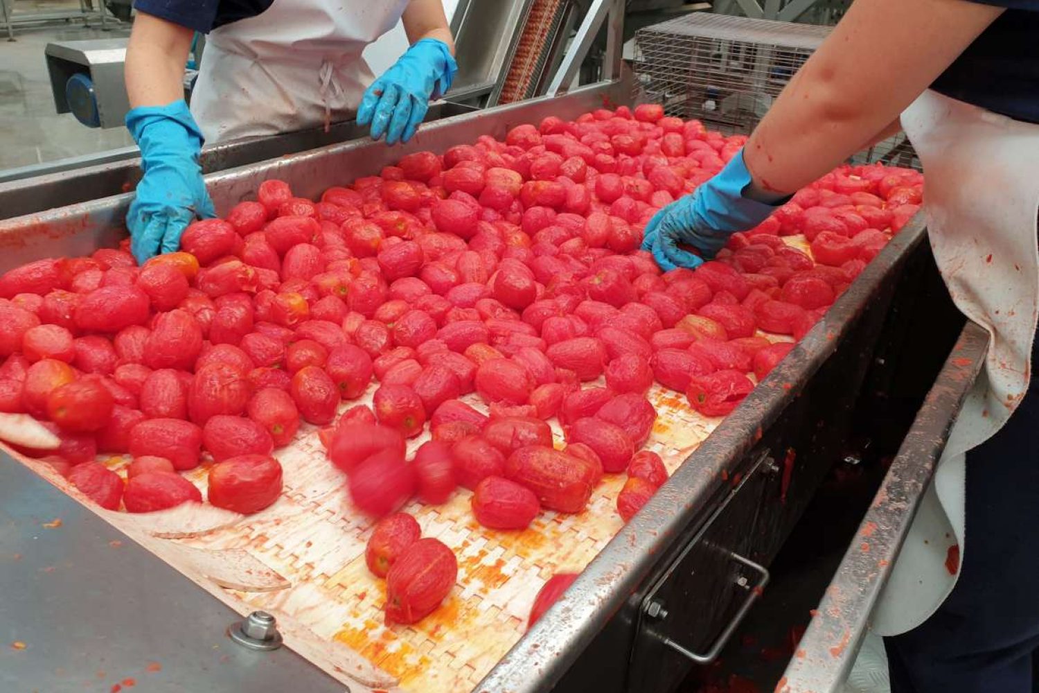 tomates