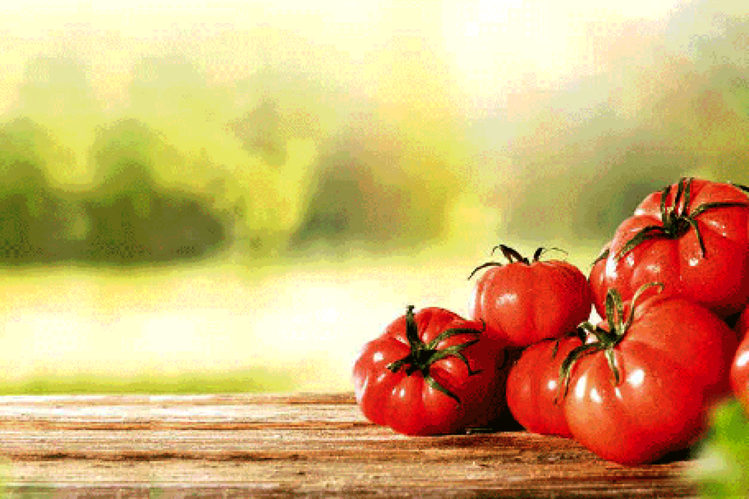 tomates